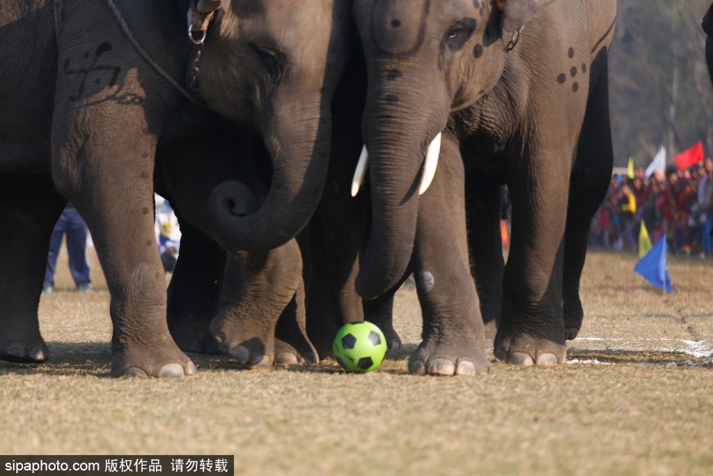 动物世界杯 看看这些动物中的运动健将 各个都能玩转体育界