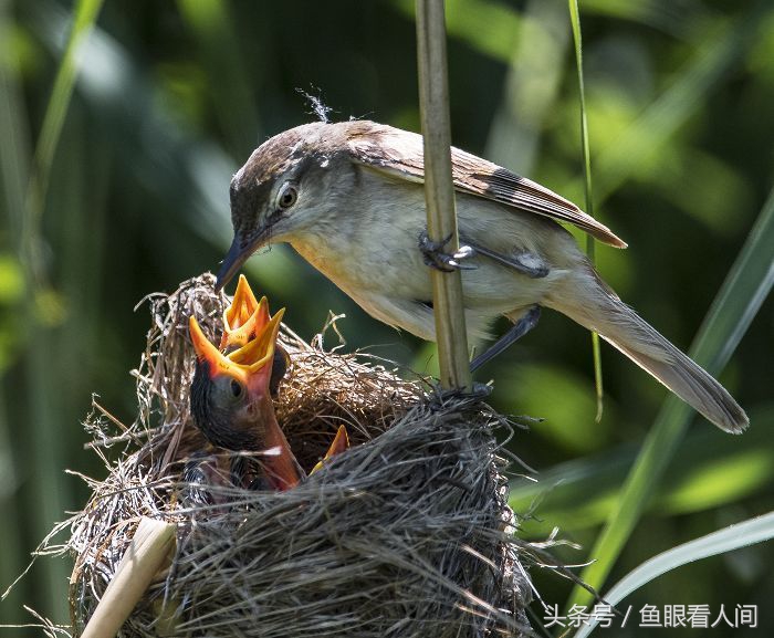 鸦有反哺之义 羊有跪乳之恩  看了这些图片 我们应该时刻铭记父母的