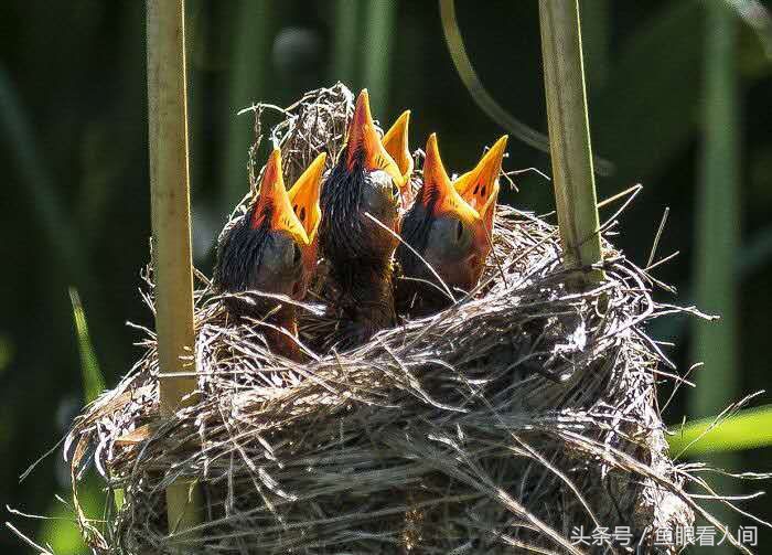 鸦有反哺之义 羊有跪乳之恩  看了这些图片 我们应该时刻铭记父母的