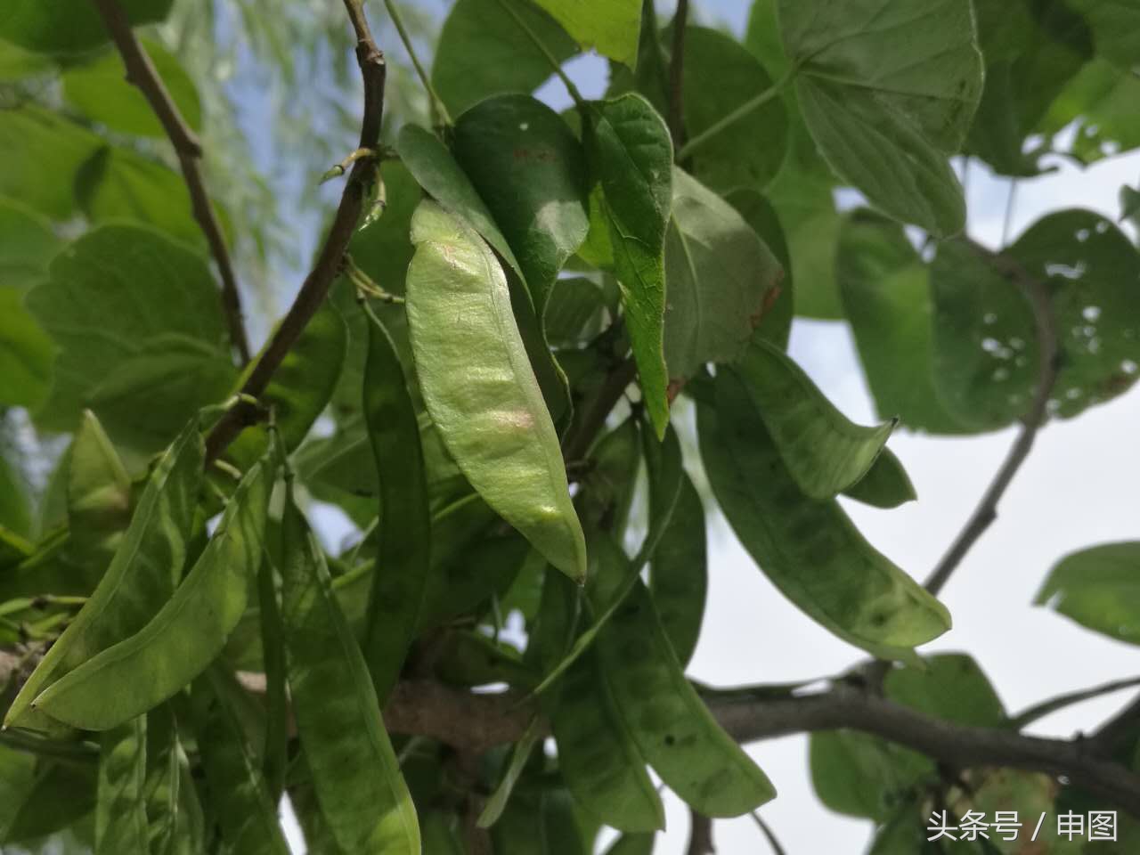 皂角的作用与功效是什么（教你简单自制皂角洗发液）