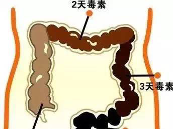 小分子肽对肠道便秘的作用