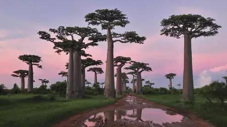 马达加斯加历险记—寻找恶魔之树和朱利安国王