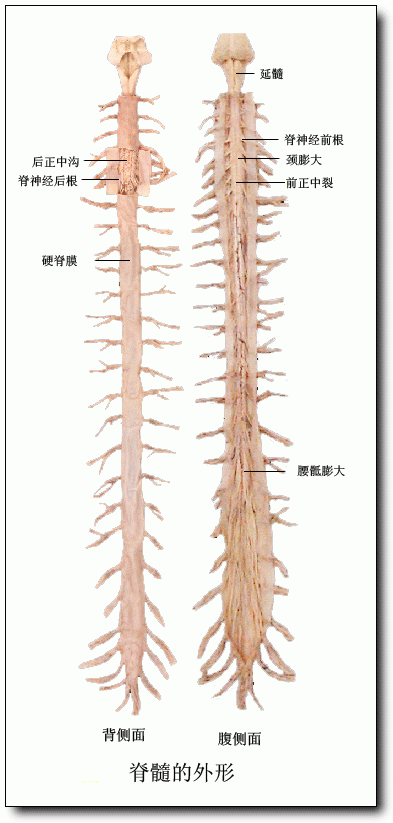 脊髓分叉了--简介脊髓及椎管纵裂