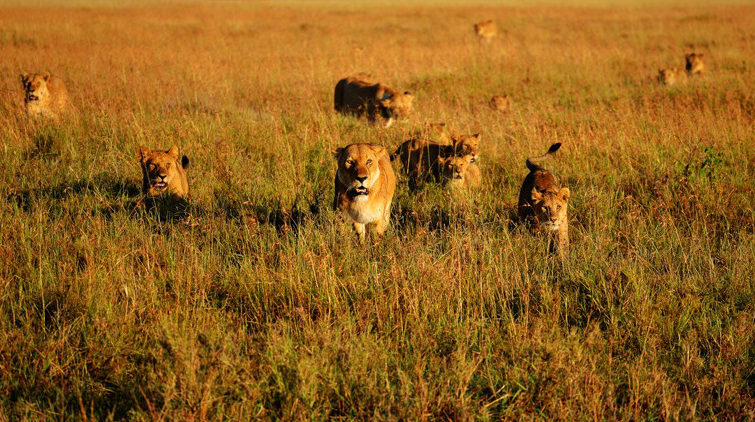 「中国狮子王」陈见星，带你走进坦桑尼亚，看奇妙动物世界