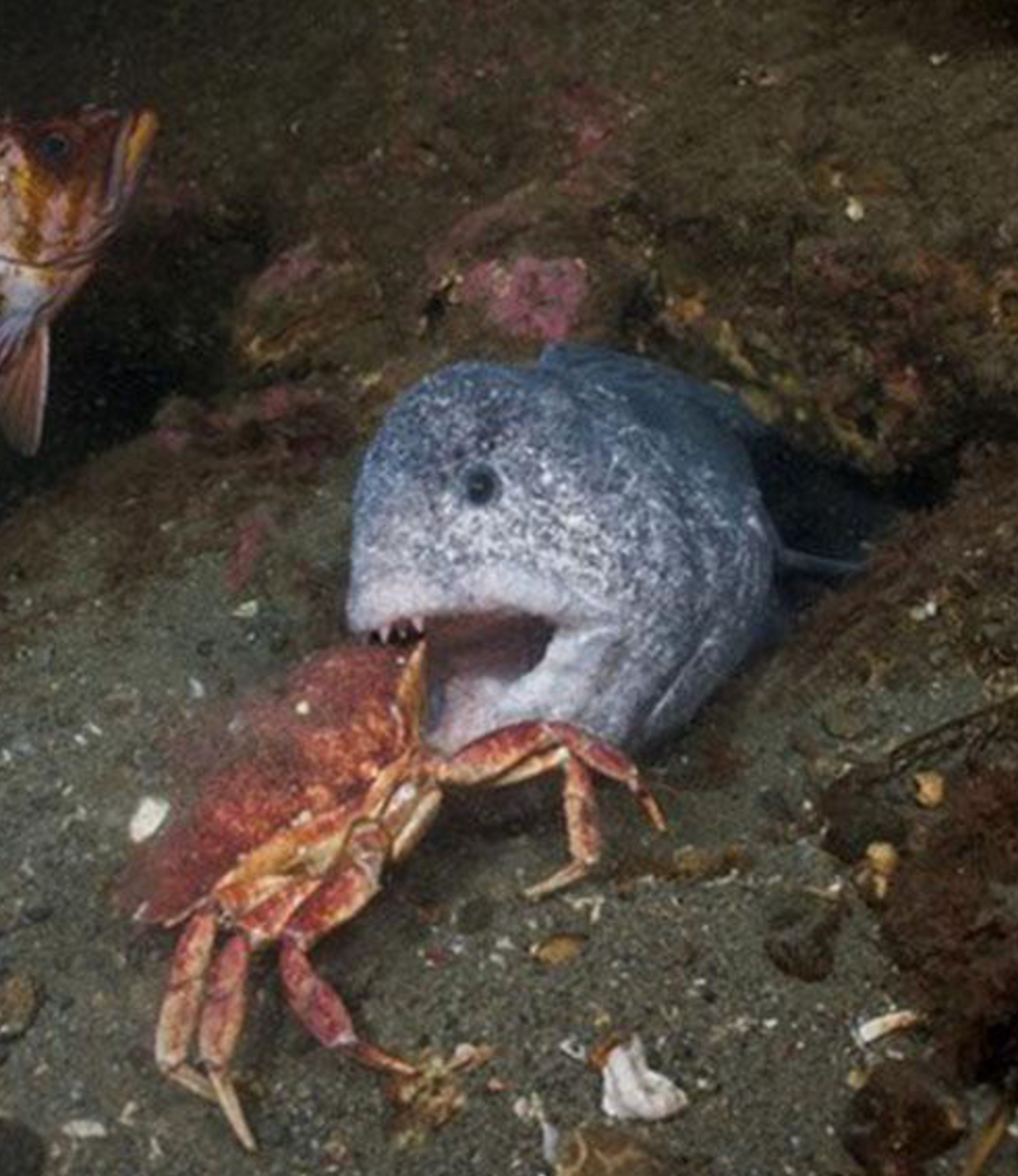 长得超丑的海洋生物，刚刚送进嘴的零食都吓得喷出来了！