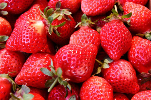 吃草莓正对时 全台5县市必采草莓园