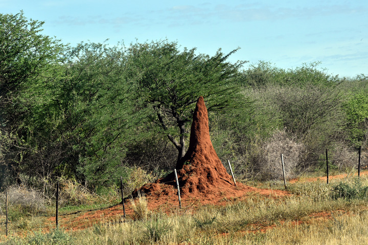 视界观丨看非洲这个精致的蚂蚁窝构造细腻的蚂蚁窝