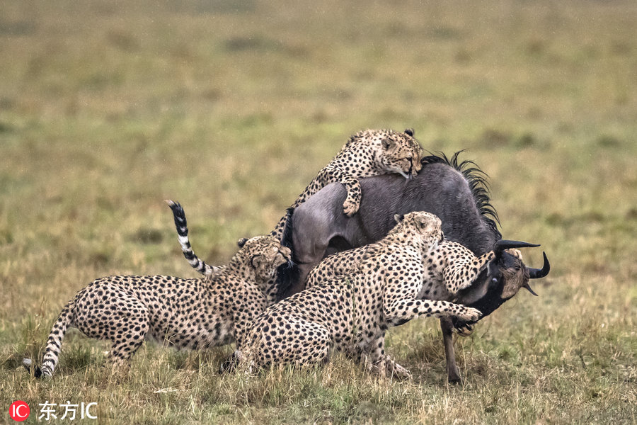 非洲角马惨遭5头猎豹合力围攻 寡不敌众沦为分食大餐