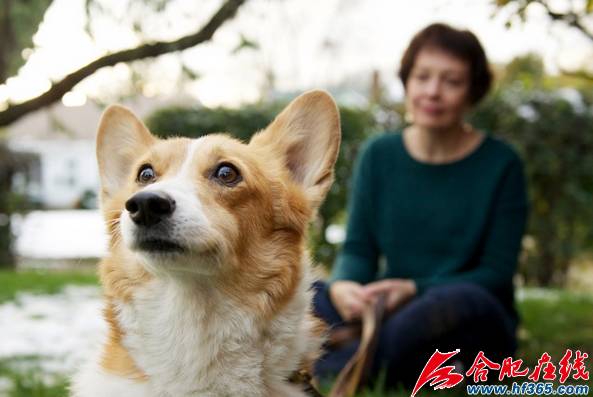 在合肥，火化一只宠物要花费多少钱？揭秘你不了解的宠物殡葬！