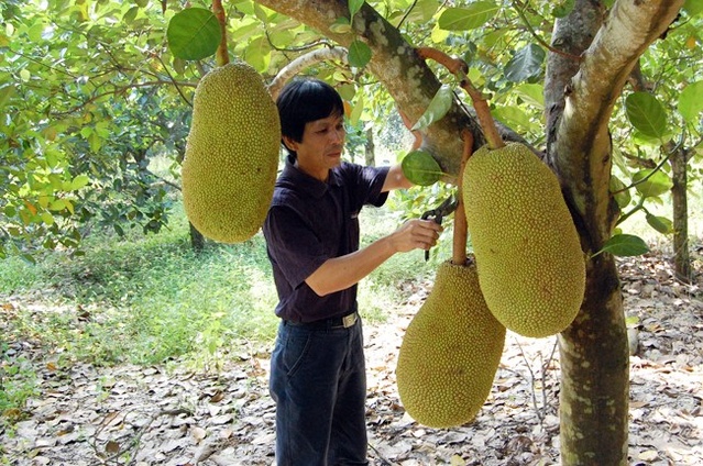 天然良药―菠萝蜜，它兼有果、粮、材、药多种的用途