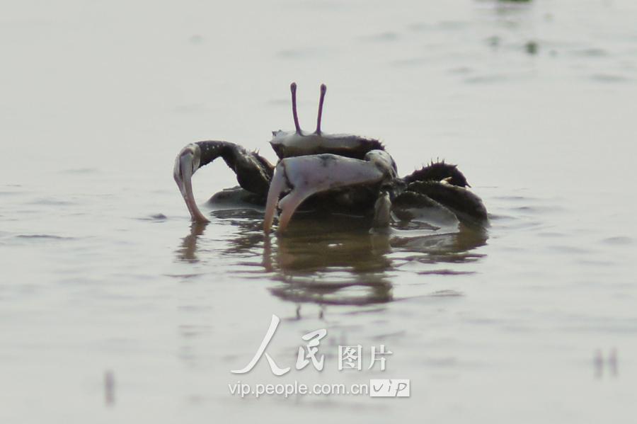 泥滩招潮蟹(青岛滩涂蟹“泛滥”场面壮观)