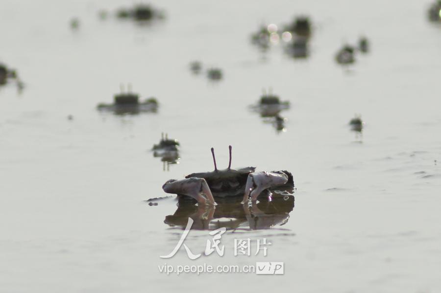 泥滩招潮蟹(青岛滩涂蟹“泛滥”场面壮观)