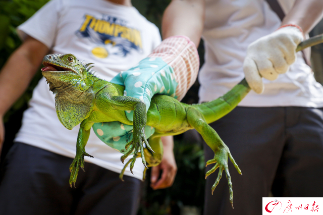 店里忽然來了一只“小怪獸”！證實為綠鬣蜥，屬國家重點保護動物