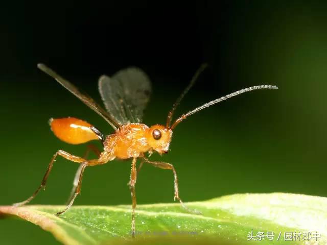 园林虫害生物防治方法有哪些-第2张图片-农百科