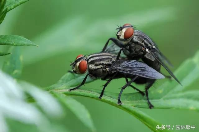 园林虫害生物防治方法有哪些-第4张图片-农百科