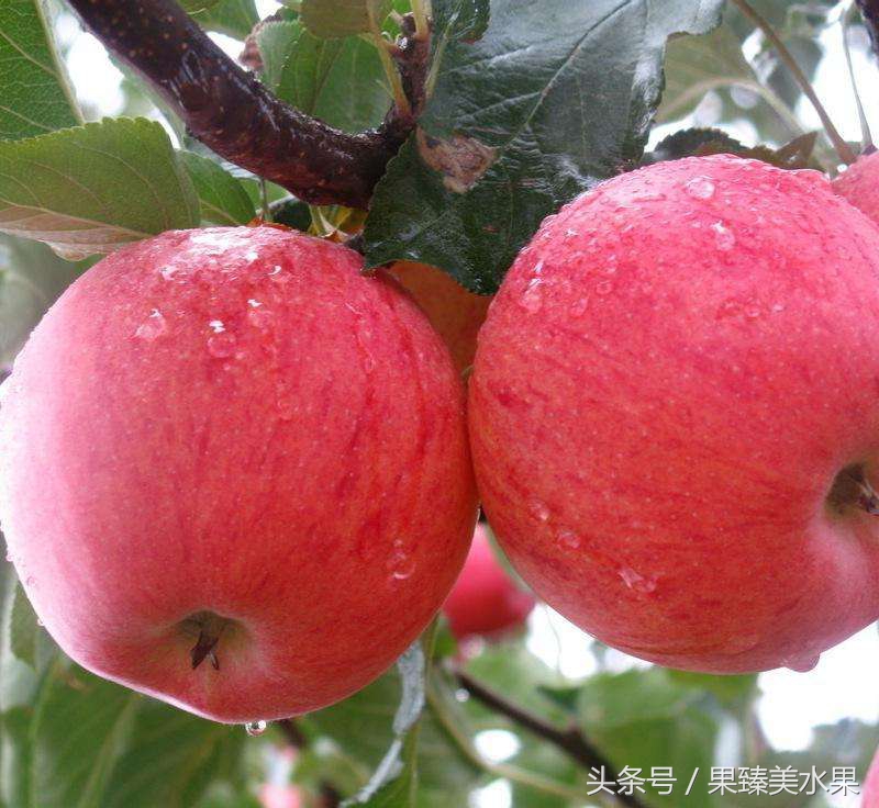 苹果放软了还能吃吗？苹果变粉了还有营养吗？