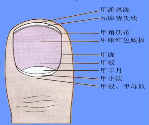 手指上的月牙白，与健康有没有关系？