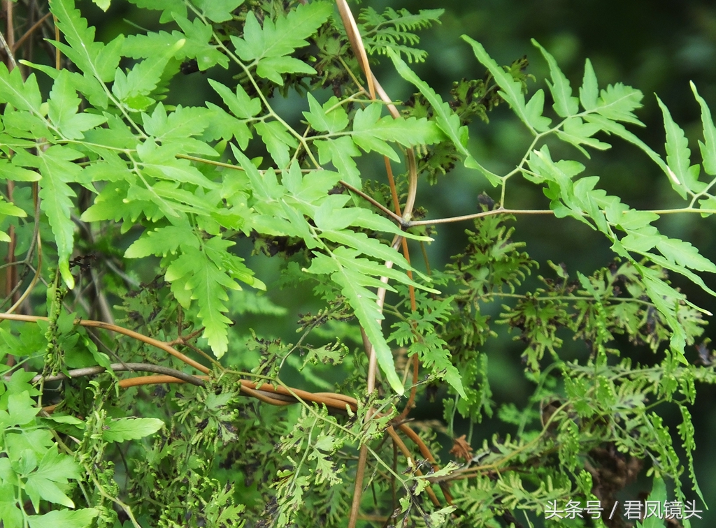 海金沙:名贵中药治结石,利水通淋止疼痛,黄色粉末是救星