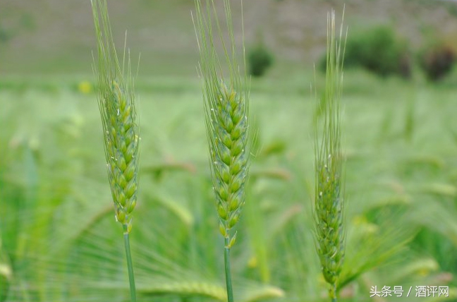 青稞和小麦的区别（青稞和小麦的具体区别图解）