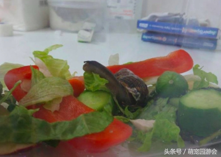 蝸牛殼碎了怎么搶救,蝸牛殼碎了怎么搶救過(guò)來(lái)的