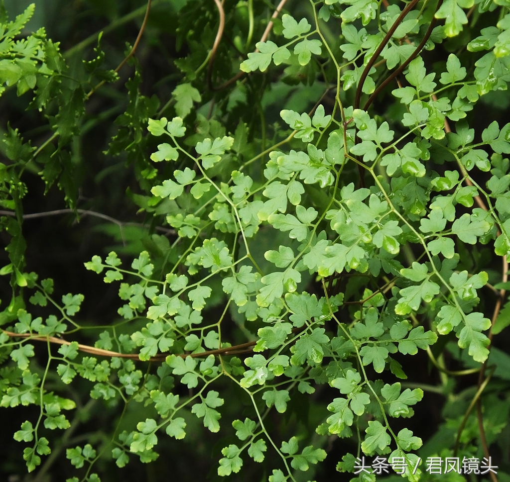 排结石的草药图片大全图片