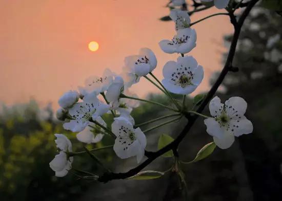 就在明天，苍溪梨花节开幕，千树万树梨花为你吐芳华！