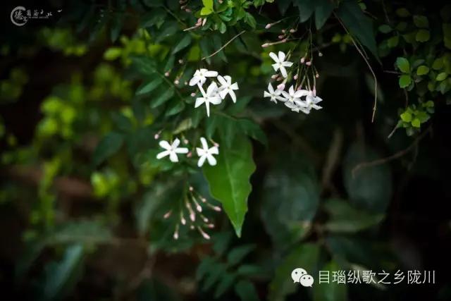 在云南有一个热情活泼的民族，伴随花开而狂欢