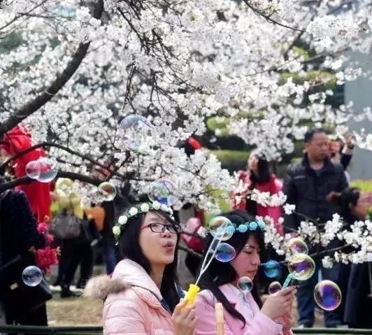 樱花季武汉大学十佳好声音揭榜在即，就在3月18日