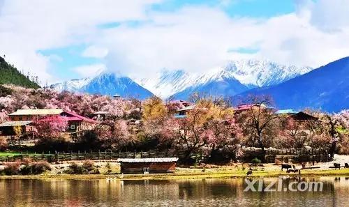 惠州网红“花姐”援藏三年，在拥有世界最美春天的地方等你