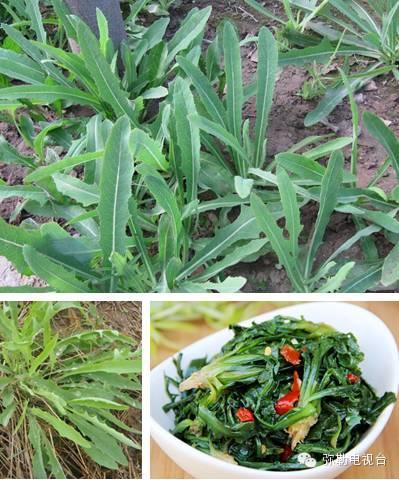 云南5种野花野菜，治病养生