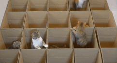 对于猫咪来说，这或许就是相当于人类城堡的存在，箱子，全是箱子