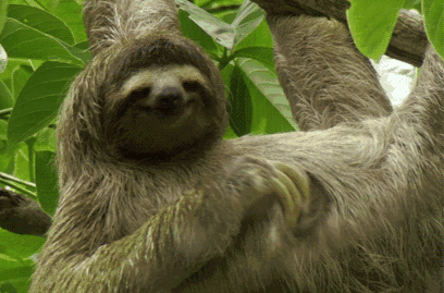 树懒有多慢呢?看一下网友@lyhomeeee 做的一周表情包.