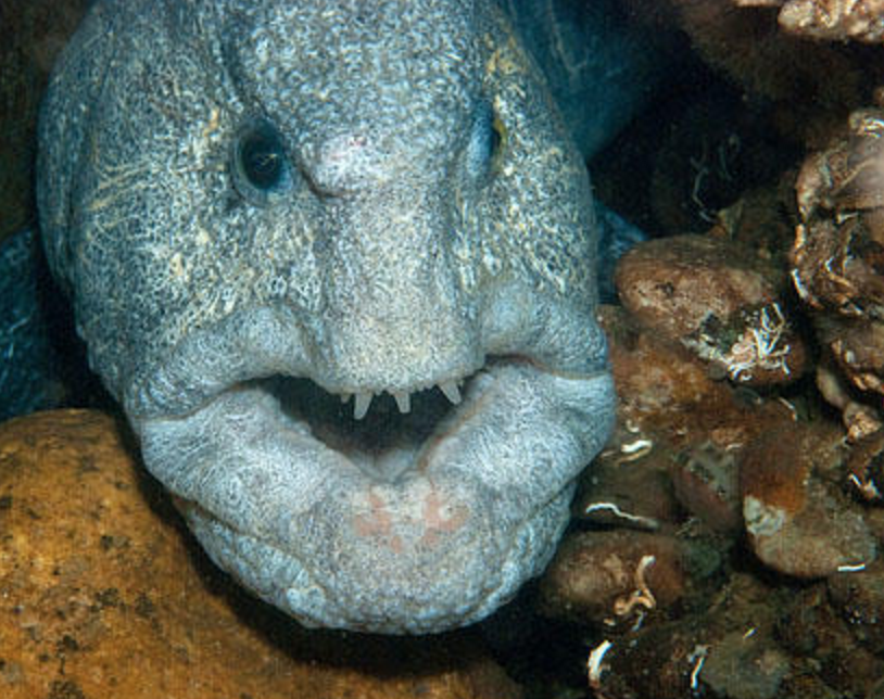长得超丑的海洋生物，刚刚送进嘴的零食都吓得喷出来了！
