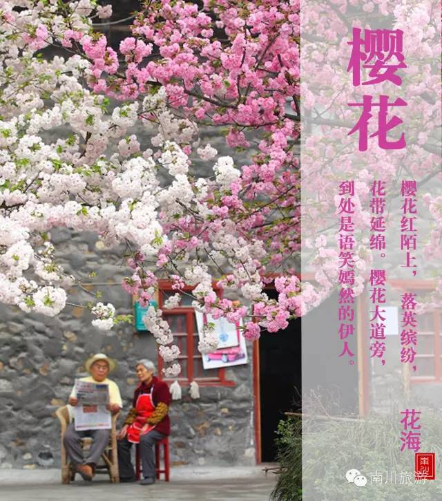 《“四季重庆”自助旅游微信攻略》之春季系列：花花世界，大美南川邀你来看“海”。