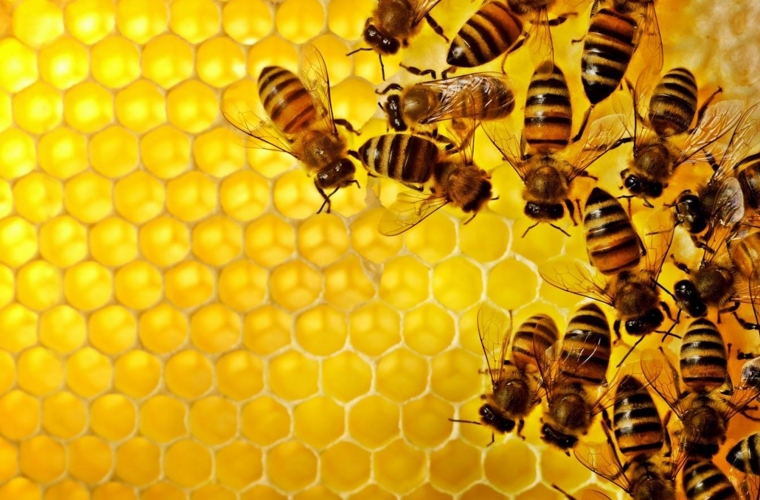 什么牌子蜂胶最好 蜂胶的作用与功效