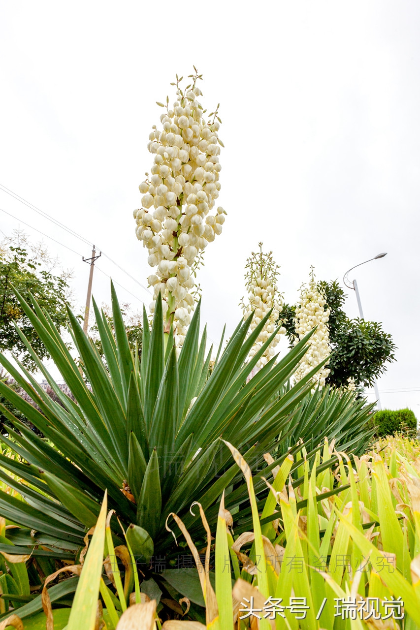 剑麻的用途河南滑县路边剑麻开花下垂如铃降胆固醇抗炎抗肿瘤