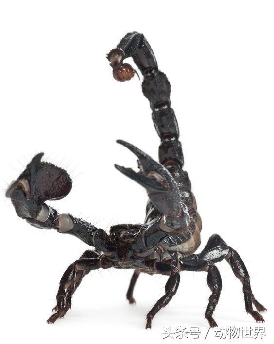 世界上最大的蝎子-帝王蝎