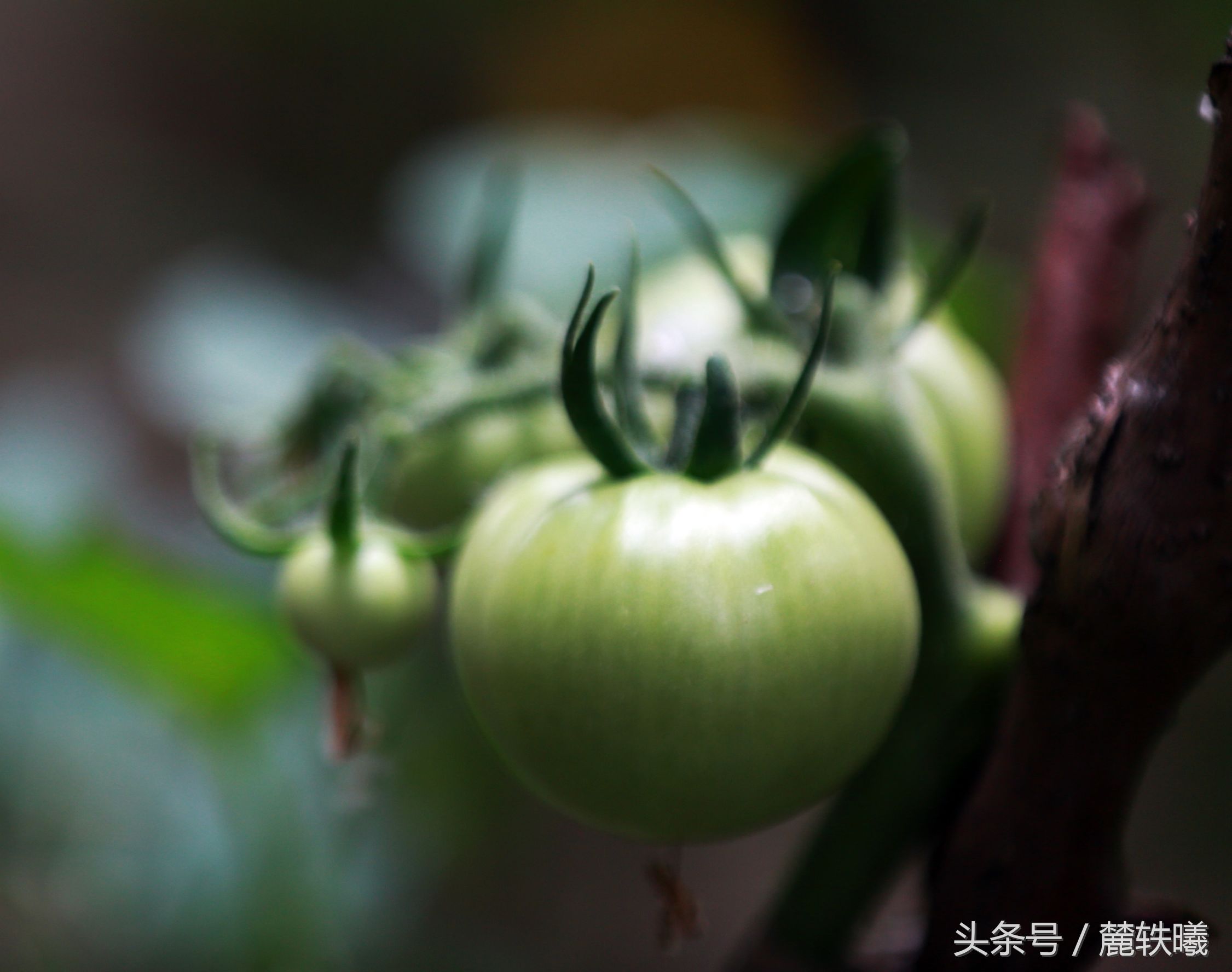 青西红柿有毒，为何还有很多人吃，原来这些办法可以让人不中毒