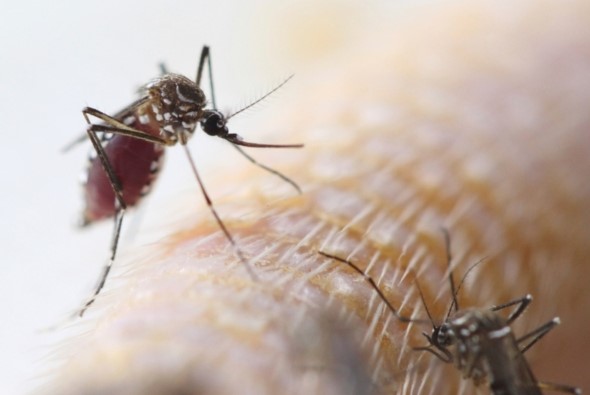 FDA认为使用转基因蚊子对环境是安全的