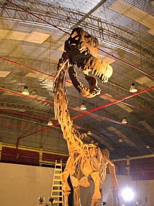 地球上最大的恐龙化石，身长40米重77吨，200人用时2年挖掘