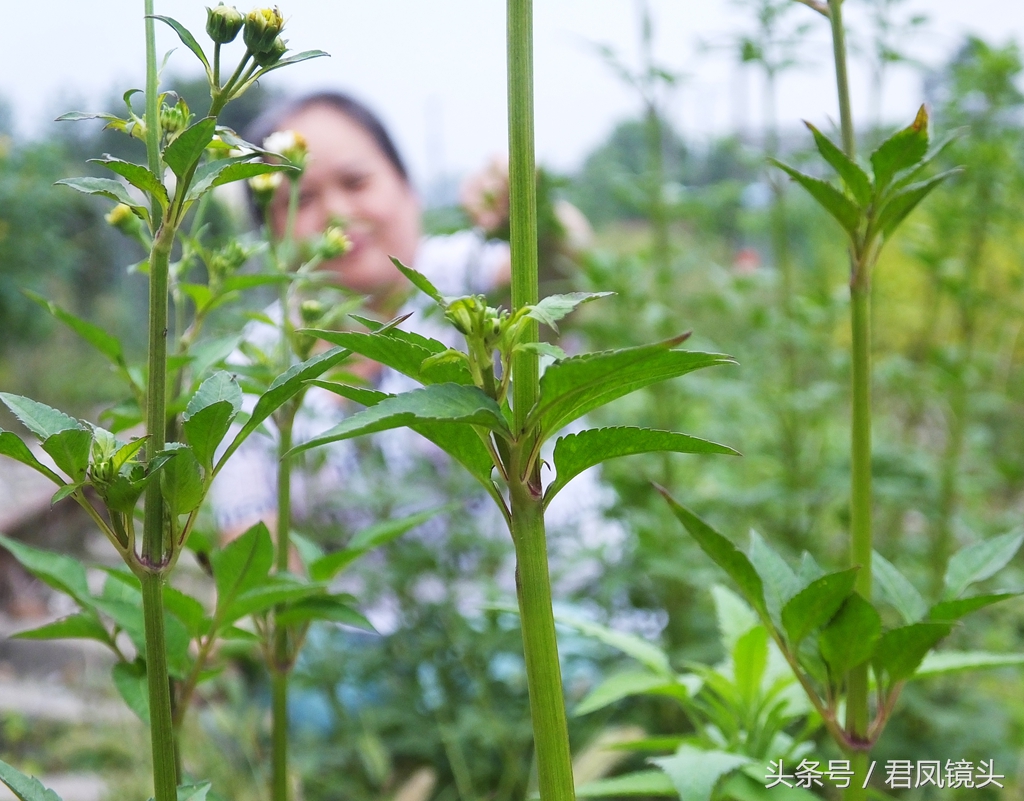 贤妻自制美味野菜:凉拌鬼针草!食药两用,抗癌养生又防病