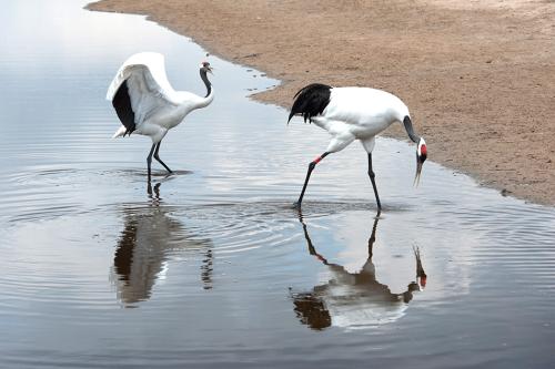 盘点世界各国的国鸟,中国的却迟迟未定