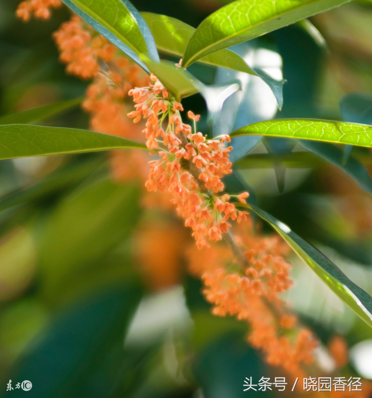 丹桂飘香是什么季节的景象，丹桂开放的季节