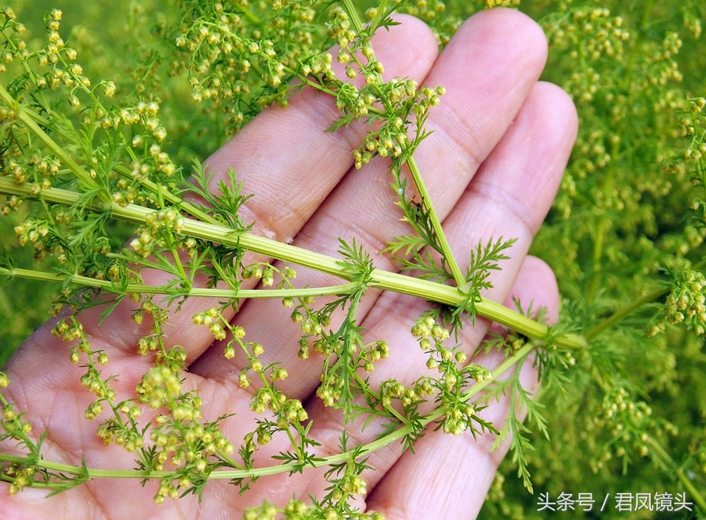 黄花蒿和青蒿的区别(一文解读黄花蒿与青蒿的本质区别)