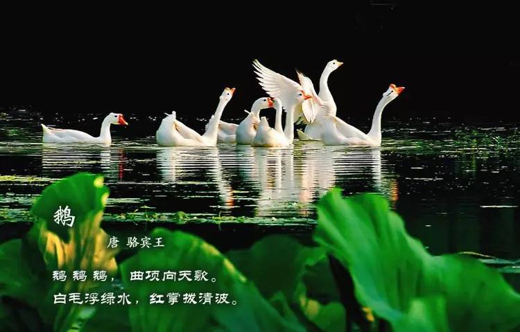 鸟语花香古诗词，婉转悦耳妙及了-第9张图片-非凡网