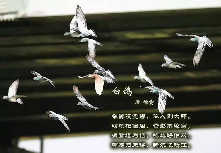 鸟语花香古诗词，婉转悦耳妙及了-第8张图片-非凡网