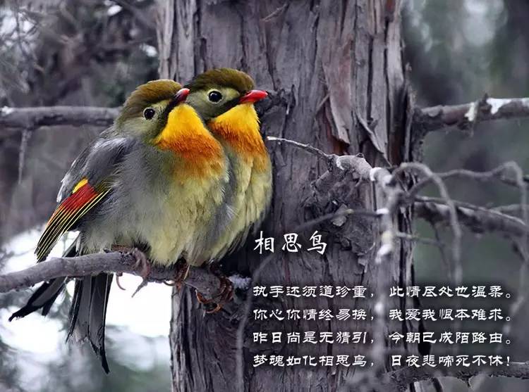 鸟语花香古诗词，婉转悦耳妙及了-第12张图片-非凡网