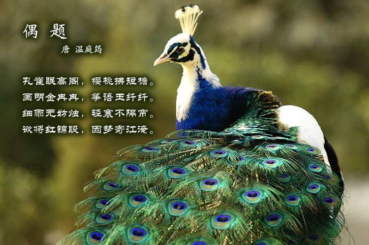 鸟语花香古诗词，婉转悦耳妙及了-第19张图片-非凡网