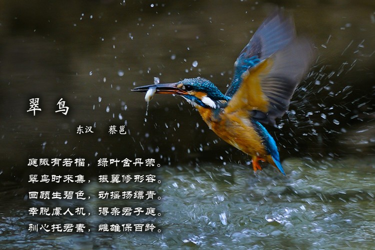 鸟语花香古诗词，婉转悦耳妙及了-第4张图片-非凡网