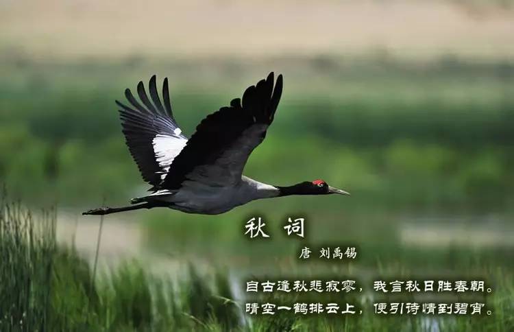 鸟语花香古诗词，婉转悦耳妙及了-第10张图片-非凡网